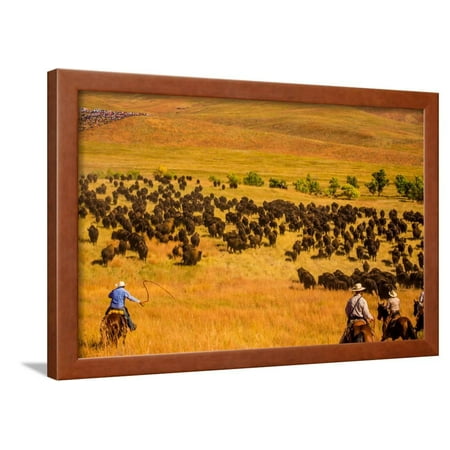 Custer State Park Black Hills - Buffalo Round Up, Custer State Park, Black Hills, South Dakota, United States of America Framed Print Wall Art By Laura Grier