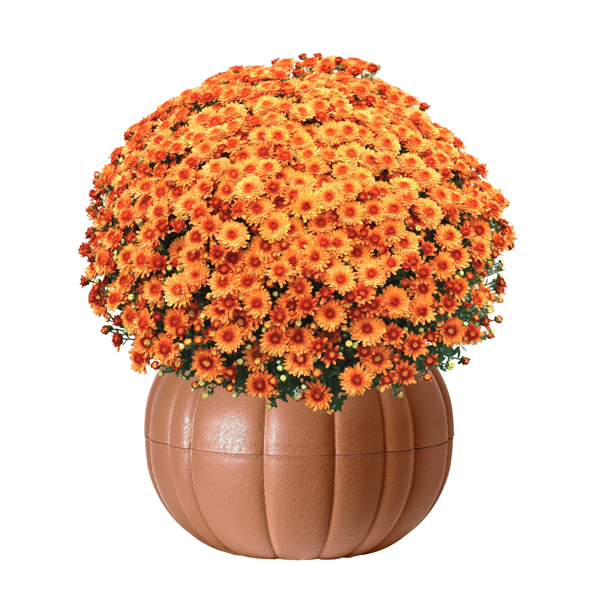 Better Homes & Gardens Assorted Mum Plant in Terracotta Clay Colored Pumpkin Planter, 3.0QT