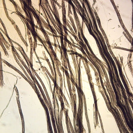 Mammal Nerve Fibers  Teased Microscope Slide price history on PriceWatchPro