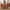 Orange, variant on 2-Piece Modern Velvet Upholstered Dining Chairs with High Tufted Back, Comfy Kitchen Chairs with Wood Legs and Nailhead Trim, Accent Side Chairs for Dining Room, Kitchen, Living Room, Golden