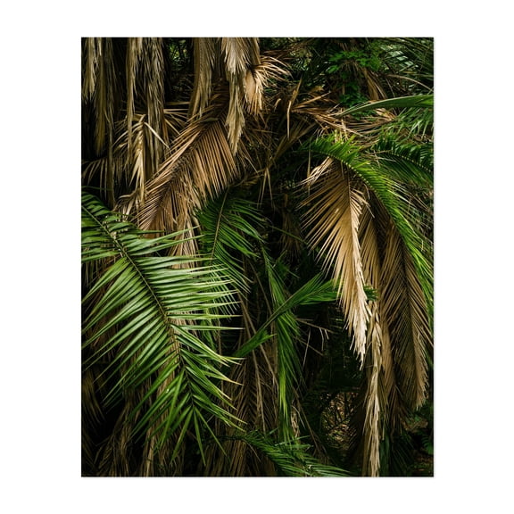 Balboa Park Foliage, San Diego 03 - San Diego California Photography Palm Tree Tropical Nature Botanical Jungle Forest Wilderness Unframed Wall Art Print 6 x 8 inches