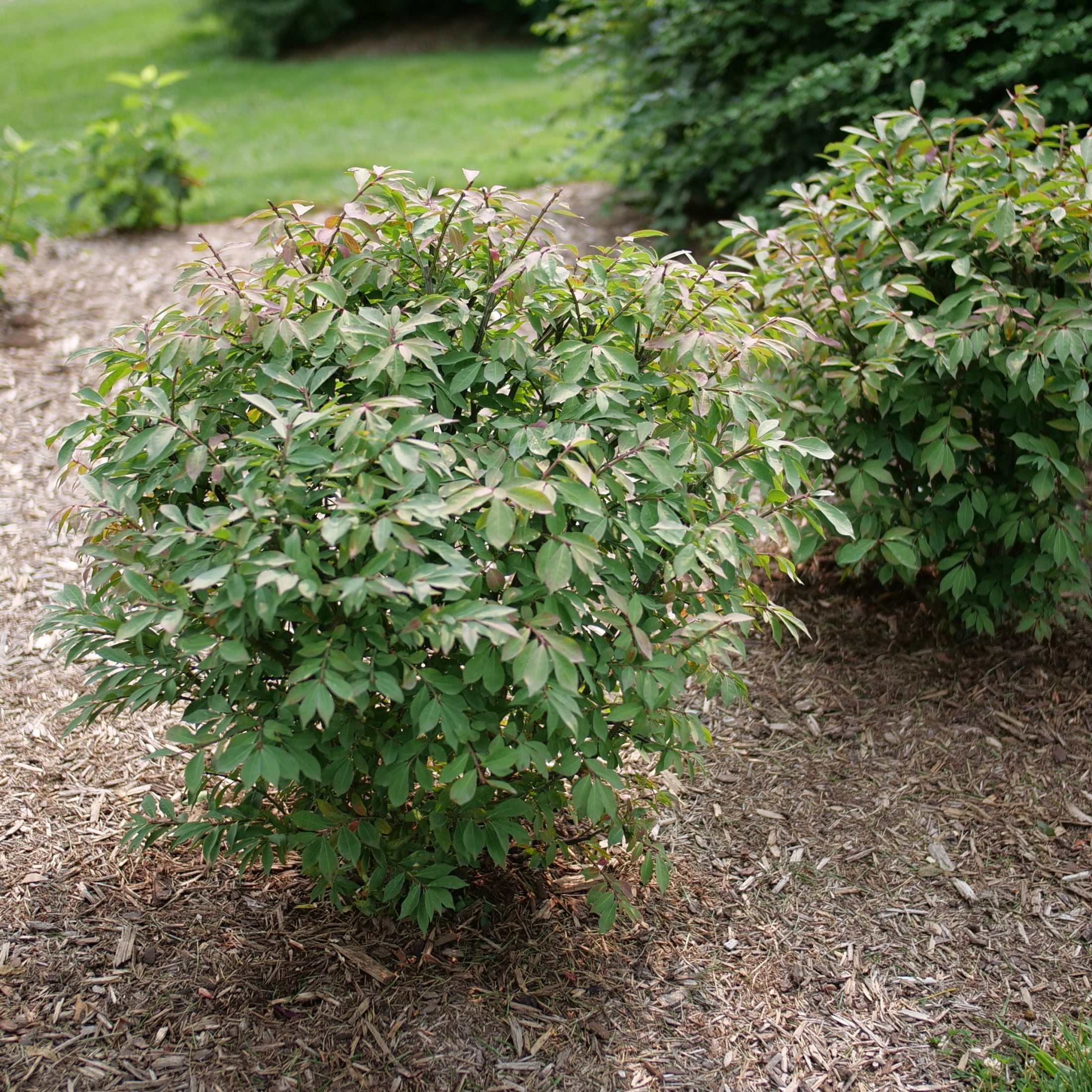 Proven Winners ColorChoice 5" Red Fire Ball Seedless Burning Bush Live Plant in 4.5" Pot (4 Count)
