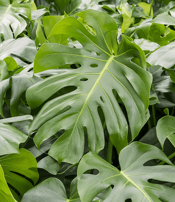 Monstera Deliciosa Plant Live for Planting, Rare Monstera Plant for Indoor Outdoor 4 to 6 Inch Tall