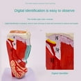 thumbnail image 2 of Human Throat Model, Anatomically Accurate Throat Model, Anatomy Classroom Learning Display Teaching Medical-Model, 2 of 8