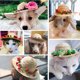 thumbnail image 4 of unbranded Tejido Para Mascotas Color Con Floral Y Material Premium, 4 of 7