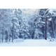 thumbnail image 3 of Fondos fotográficos con escena de nieve y árboles en el bosque invernal de Yeele para sesión fotográfica, decoración, fondos fotográficos para estudio fotográfico, 3 of 5