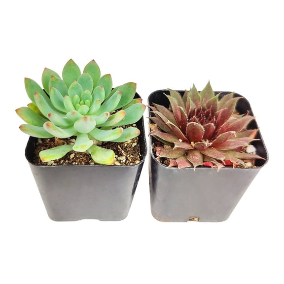 Rosette Shaped Succulent Pack 2" 2 Succulents
