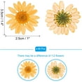 thumbnail image 2 of Dalrosia 48PCS Dried Daisy Flower, Vacuum Packaging, Pressed Flower for House Decoration, Jewelry Making, Phone case Decoration, 2 of 4