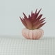 thumbnail image 5 of Wosthever 10 unids/set elegante concha de erizo de mar Base en maceta realismo Visual para decoración del hogar y urchin4-5cm de mar rosa Type2 NO2, 5 of 6