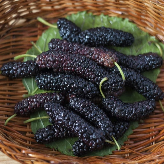 Set 2 Pakistan Mulberry Tree - Mulberry Tree Fruit Plant - Starter Tree Plant - 4-6 inch Tall - Sweet Mulberry Plants Live for Planting