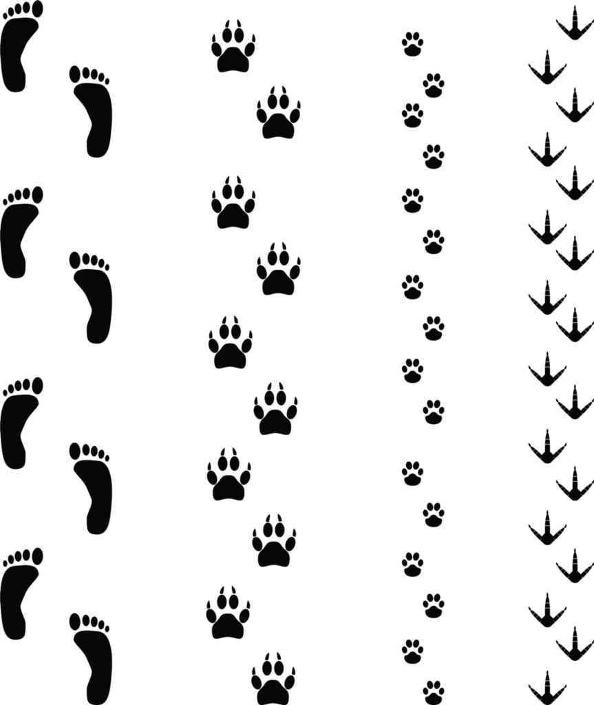 Design With Vinyl Artwork animal Bird Dog Cat Fox Paw Prints Animal