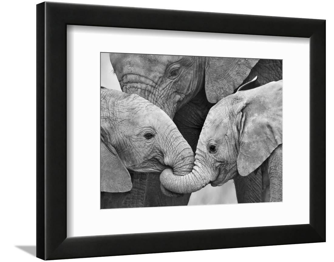 African Elephant Calves (Loxodonta Africana) Holding Trunks, Tanzania Framed Print Wall Art ...