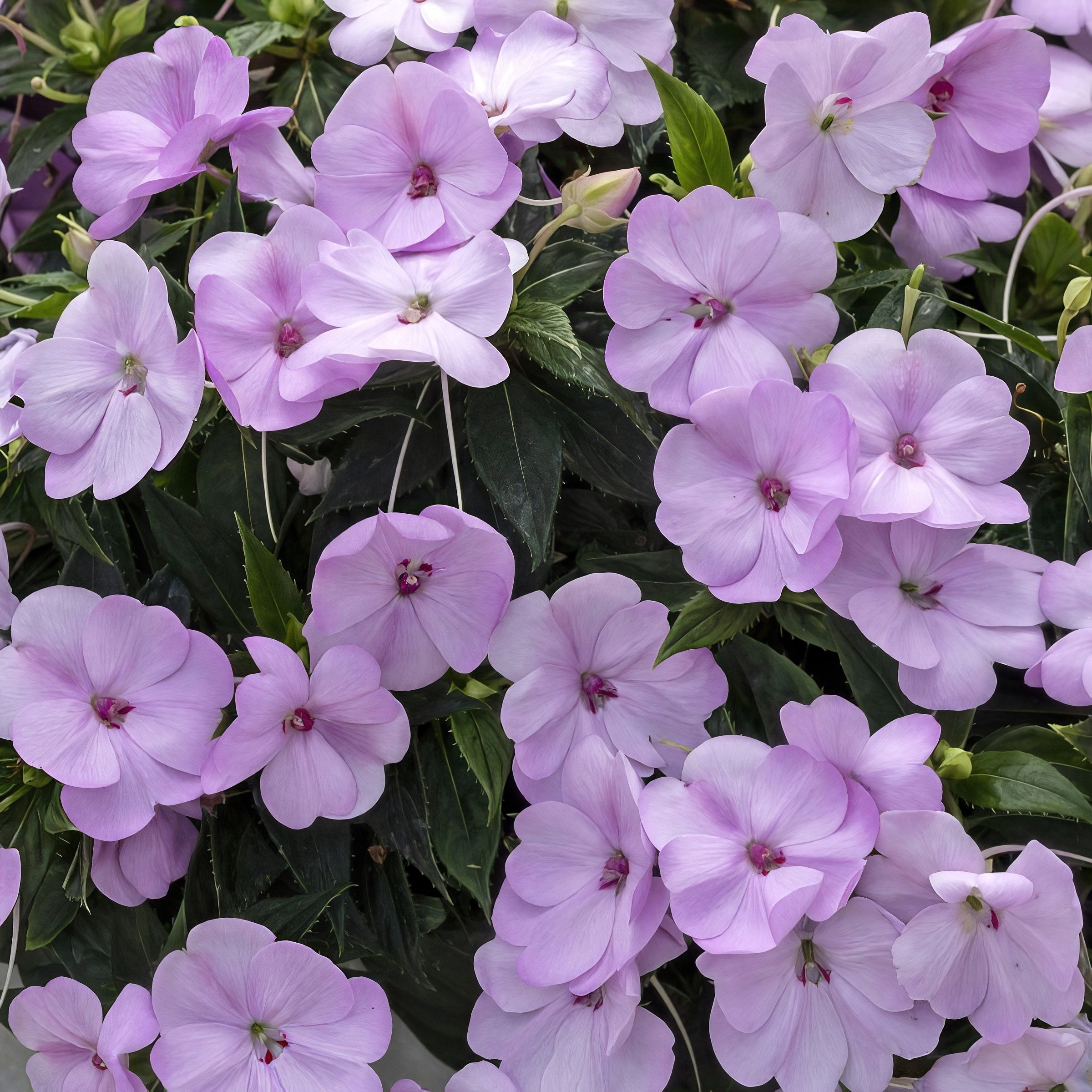 National Plant Network 4 in. SunPatiens Compact Happy Days Mix Impatiens (8-Pack)