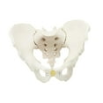 thumbnail image 3 of Modelo de pelvis masculina,Modelo médico de esqueleto modelo de pelvis masculina,Modelo de esqueleto masculino Modelo de pelvis masculina flexible,Modelo de esqueleto flexible Modelo pélvico, 3 of 9