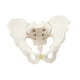 thumbnail image 3 of Modelo de pelvis masculina,Modelo médico de esqueleto modelo de pelvis masculina,Modelo de esqueleto masculino Modelo de pelvis masculina flexible,Modelo de esqueleto flexible Modelo pélvico, 3 of 9