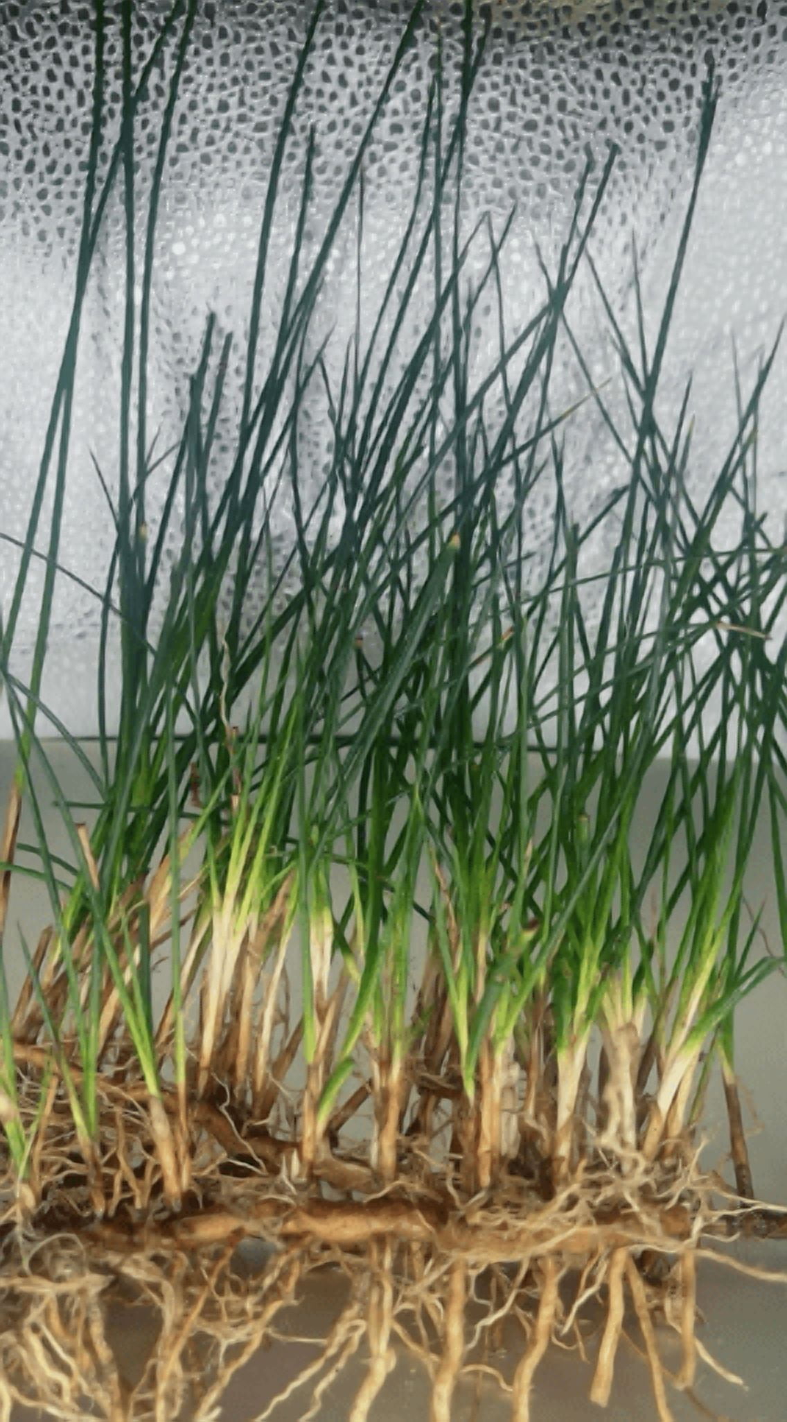 5 Live Eleocharis Vivipara Aquarium Plants – Tall Hair Grass for Freshwater Fish Tank, Natural Aquascaping Background Plant