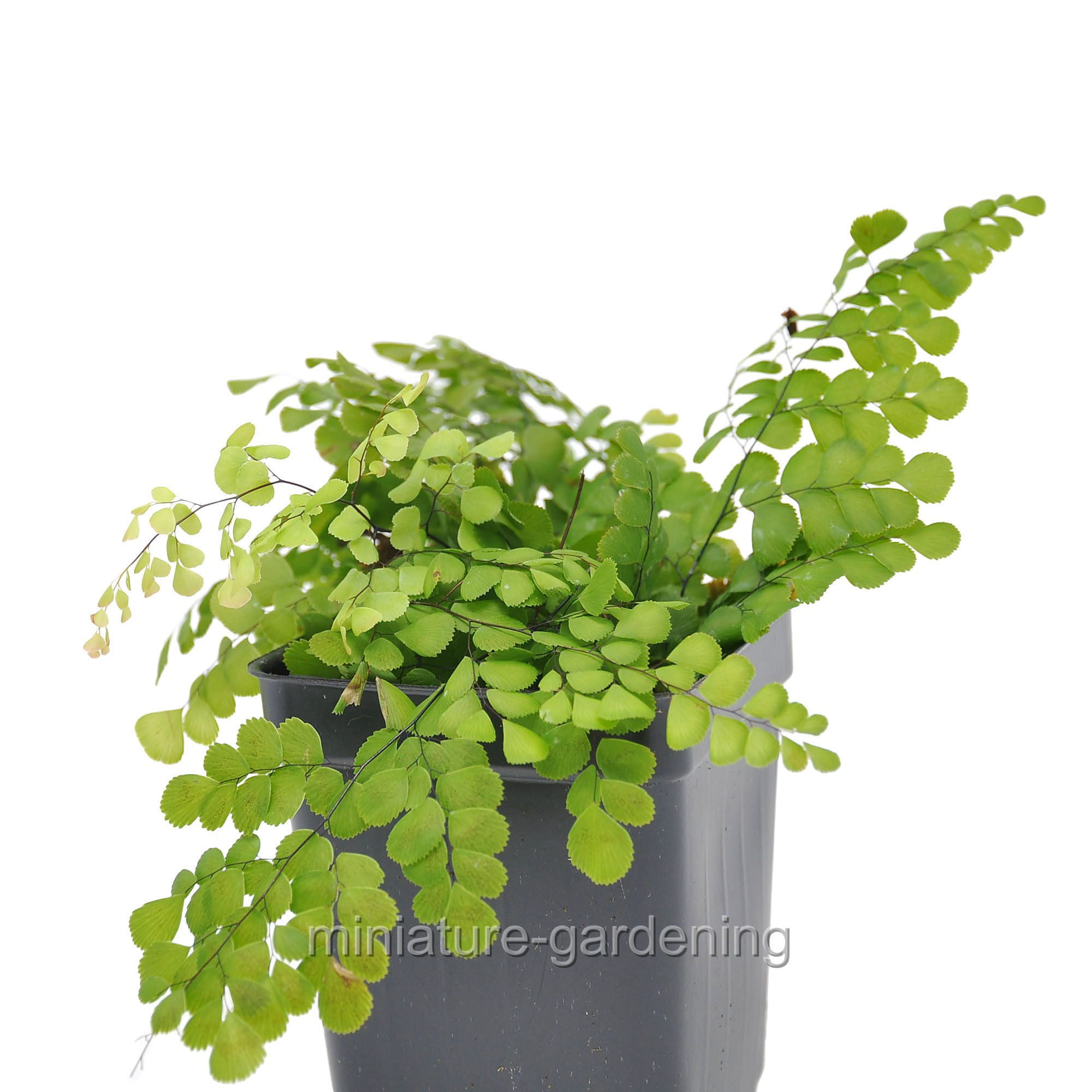 Adiantum Venustum Himalayan Maidenhair Fern Incl Heat Pack