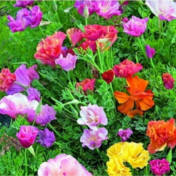 Poppy California Mission Bells Nice Garden Flower 1,000 Seeds