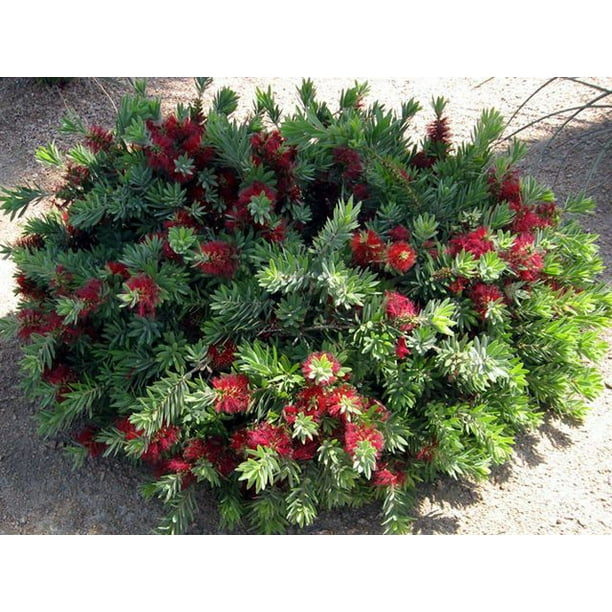 Evergreen Perennial Red Flowers Sun Evergreen Perennial Red Flowers Sun
