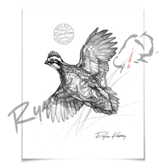 Bobwhite Quail Sketch Print