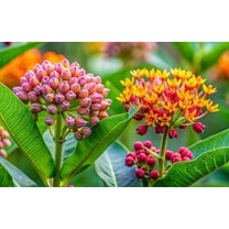 Butterfly Milkweed Seeds for Planting (100 Seeds) - Asclepias tuberosa - Great for Monarch Butterfly