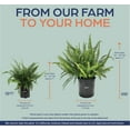 thumbnail image 4 of Nature's Way Farms Fern Kimberly Queen Live Plant (18-24 in. Tall) in Grower Pot, 4 of 4