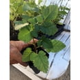 thumbnail image 3 of Thornless Blackberry Plants – Natchez Blackberry – Thornless Blackberry, 3 of 4