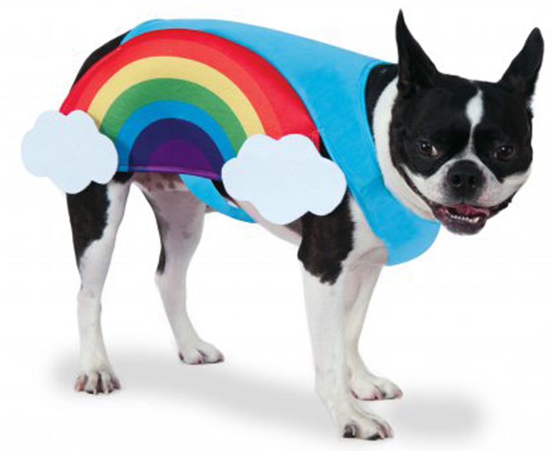 Rainbow pet. Собака на радуге. Костюм для собаки Радуга. Радужная собака из клипа. Костюм для собаки Радуга с вышивкой.