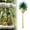 !Green, variant on WUJDF Mini Artificial Coconut Palm Trees Model Toys Diy Landscape Artificial Coconut Trees Model Toys Diy Layout Accessory Wonderful Decoration for House Desk Living Room Kitchen 3.14"/8Cm