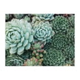 thumbnail image 2 of Rompecabezas Galison Jardín de Suculentas 500 Piezas Doble Cara, 2 of 9
