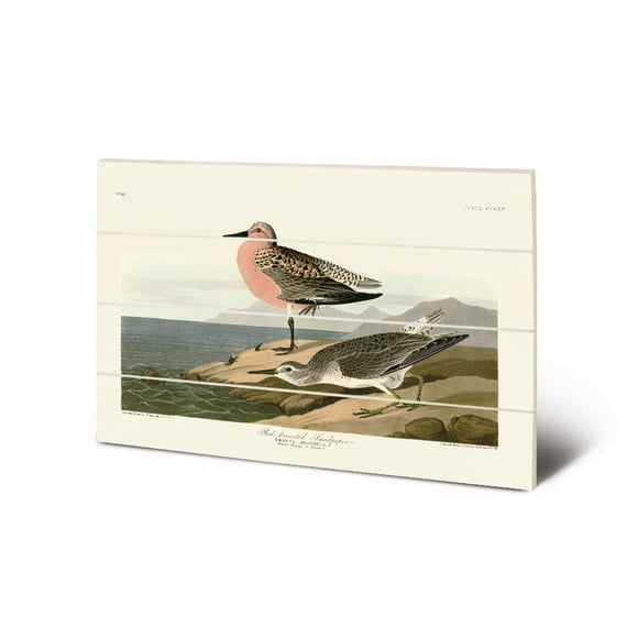 John James Audubon Red-Breasted Sandpiper Wood Print