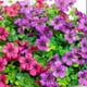 thumbnail image 2 of Flores Artificiales, Flores de Imitación Margarita con Hojas Verdes, Adecuadas para La Decoración del Hogar, Jardín Interior y Exterior (Rosa Morado), 2 of 4