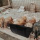thumbnail image 4 of Moluckfu 2Jgo Alimentador De Gallinas Negro Plástico PP Ligero Y Fácil De Limpiar Para Corral, 4 of 8