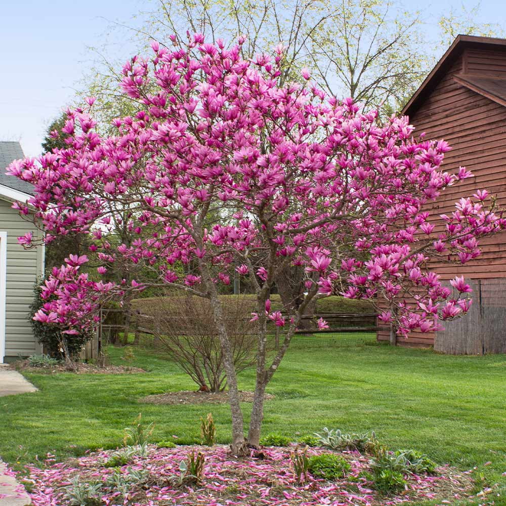 Brighter Blooms - Jane Magnolia, 2-3 ft. - No Shipping to AK, AZ, HI, OR