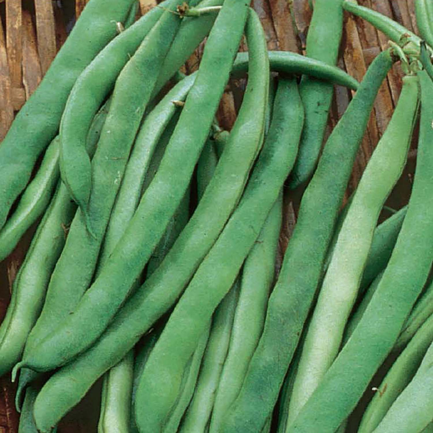 Ferry-Morse Economy Bean, Garden Kentucky Wonder (Pole) Vegetable Plant Seeds Full Sun