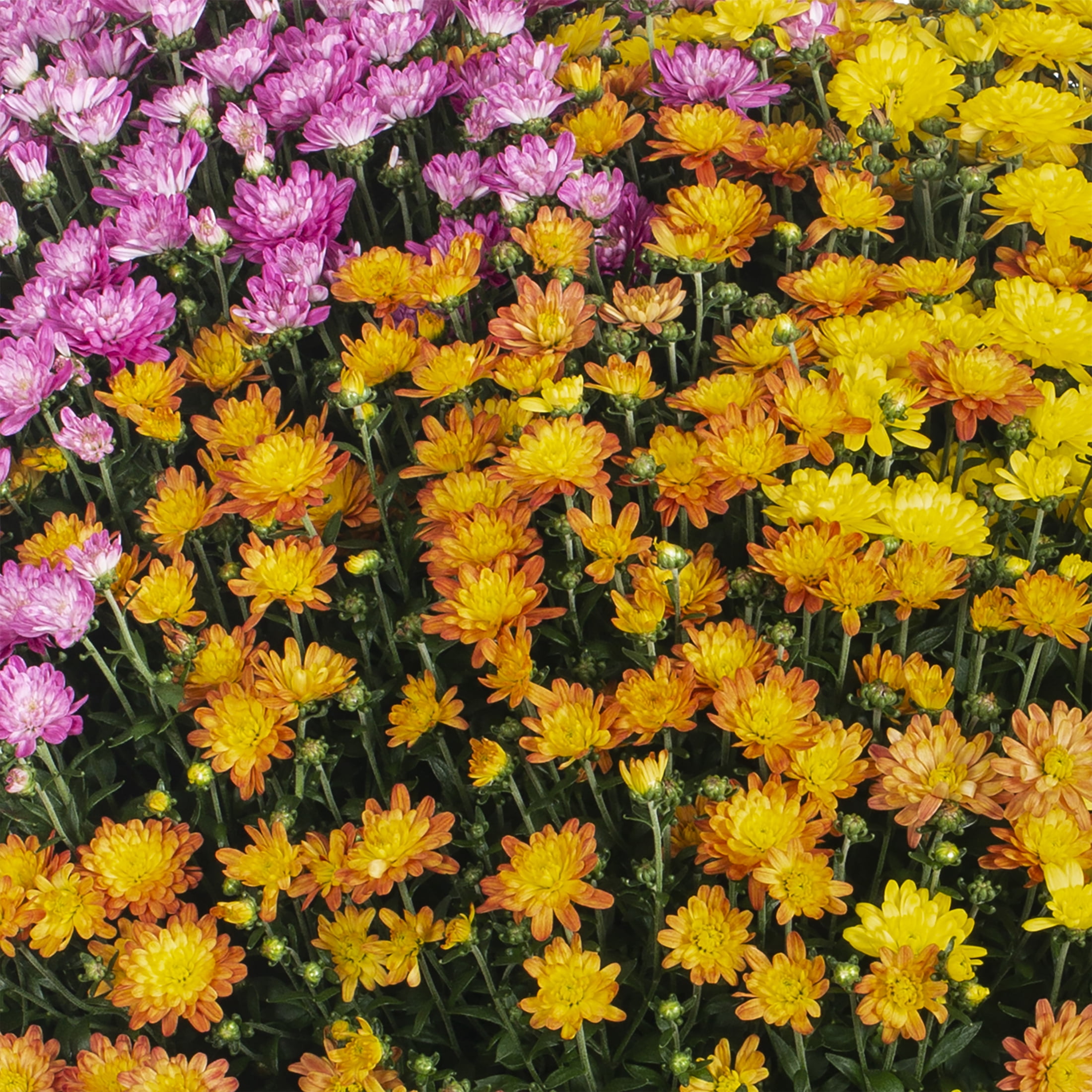 Better Homes & Gardens 14" Orange Purple Yellow Garden Mum Mixed Live Plant in Decorative Planter