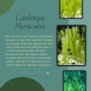 Generic Live Caulerpa Mexicana Macro Algae Reef Refugium Saltwater Plant Marine