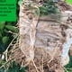 thumbnail image 4 of Zhuge Bolsas para viveros de plantas, 7 x 7,87 pulgadas, 400 unidades, bolsas de tela no tejidas biodegradables para el cultivo de plantas, bolsas de inicio para plántulas, 4 of 5