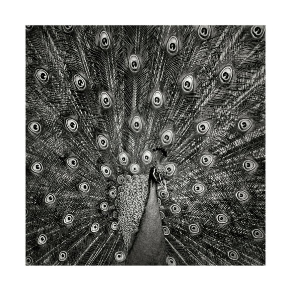 Trademark Fine Art Christian Meermann Peacock 6 Canvas Wall Art