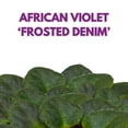 thumbnail image 2 of Harmony Foliage Mini African Violet Frosted Denim 2 inch Blue White Flower, 2 of 9