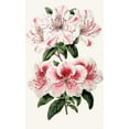 thumbnail image 3 of Anonymous 16x24 Black Modern Framed Museum Art Print Titled - Azalea Indicates (1852-1861), 3 of 5