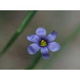 thumbnail image 2 of Bonin, Suzanne 24x19 White Modern Wood Framed Museum Art Print Titled - Blue Eyed Grass, 2 of 4
