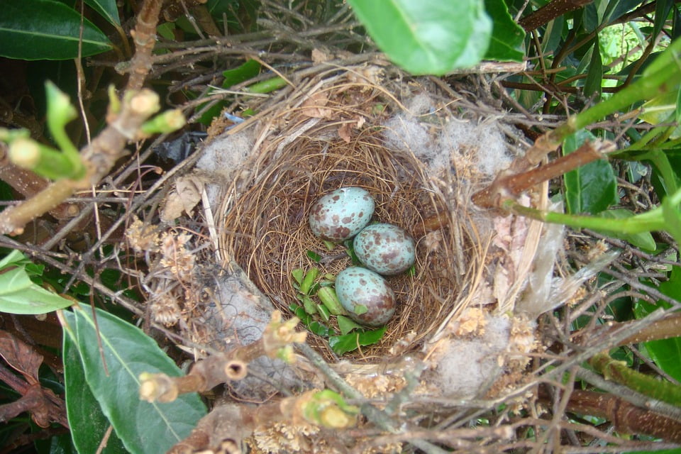 Bird Color Nest Nature Animal Close Up Birds Nest-20 Inch By 30 Inch