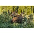 thumbnail image 2 of Illg, Cathy and Gordon 32x23 White Modern Wood Framed Museum Art Print Titled - Colorado, Brainard Lake Moose in velvet antlers, 2 of 4