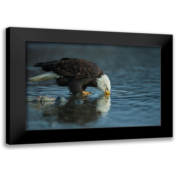 Ferraro, Valerio 14x11 Black Modern Framed Museum Art Print Titled - Bald eagle drink