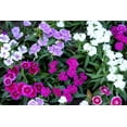 thumbnail image 3 of 550 MAIDEN PINKS Dianthus Deltoides Flower Seeds, 3 of 11
