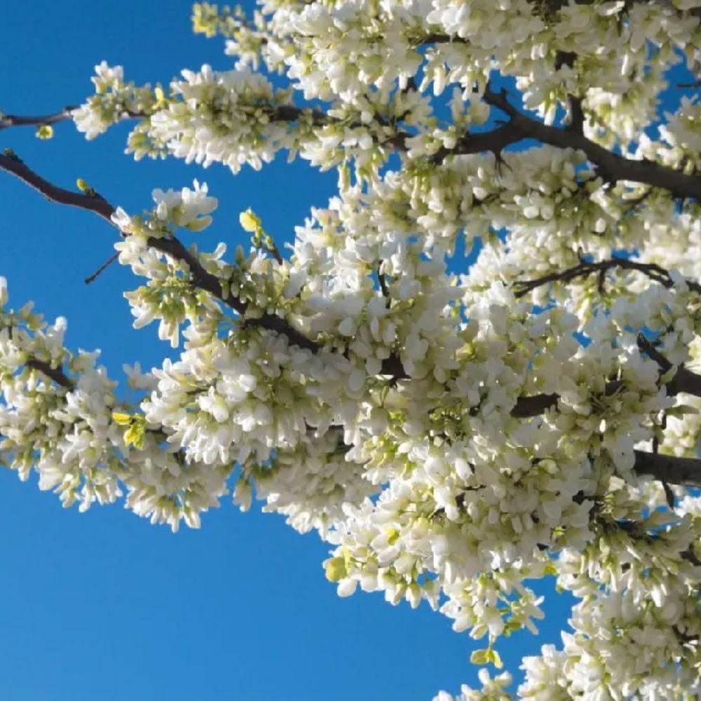 Expert Gardener 3-4 ft. tall White Pom Pom Redbud Live Tree in 7-Gallon Grower Pot