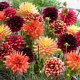 thumbnail image 1 of Bulbs are Easy Flower Bulbs - Dahlia Sunset Assorted (16 Bulbs), 1 of 1