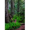 thumbnail image 2 of Restuccia, Joe III 13x18 Gold Ornate Wood Framed with Double Matting Museum Art Print Titled - California-Crescent City-Damnation Creek Trail, 2 of 4