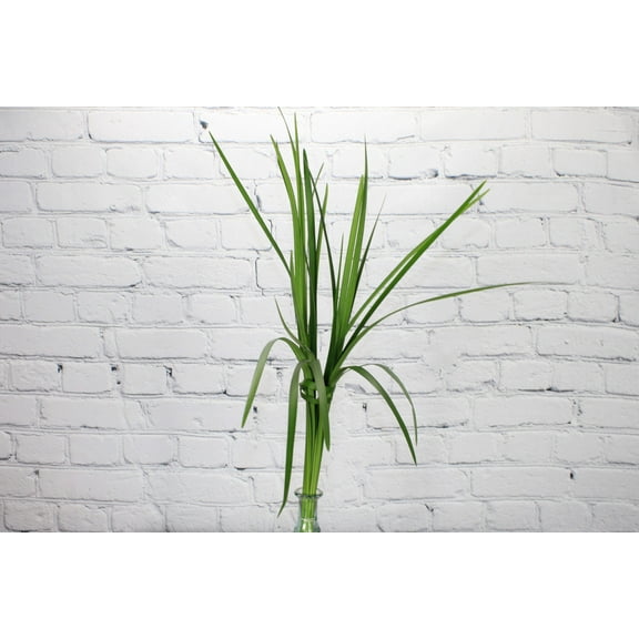Real Touch Flowers - Fresh & Natural Lily Grass Green - 1 Bunch (25 Stems)